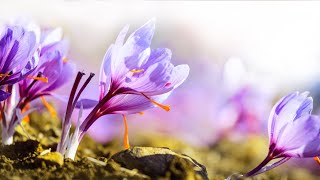 10 Hours of Relaxing Music - Sleep Music, Piano Music for Stress Relief, Sleeping Music (Joyce)