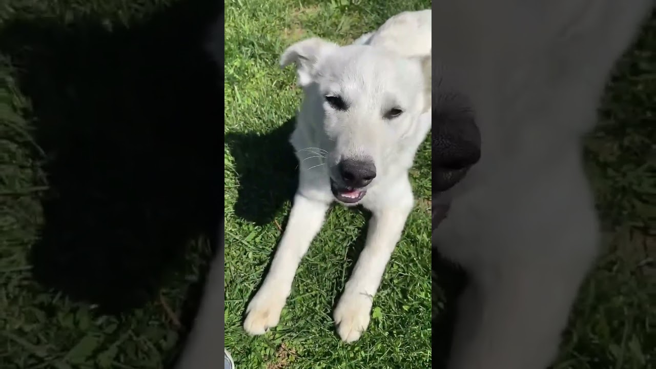 Enlarge Hector in OH - Super Playful & Loves Toys!, an adopted mixed breed in Springfield, OH video 4/4