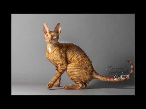 Breeding of cats of the Lykoi and Cornish Rex breeds.
