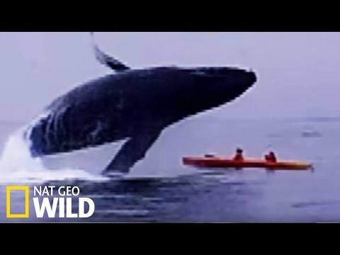 Une baleine écrase deux kayakistes - Les animaux déraillent