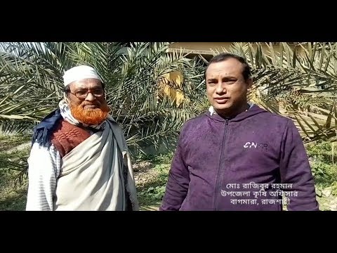 পাবনায় সৌদি খেজুর চাষ