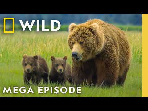 Deadly Treks for Survival | Incredible Animal Journeys MEGA Episode | Nat Geo Animals