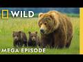 Deadly Treks For Survival Incredible Animal Journeys MEGA Episode Nat Geo Animals