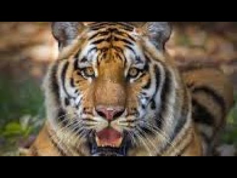 ORUNLA PATAKI del porque un bien con un mal se paga #aprendamosifa #ifa