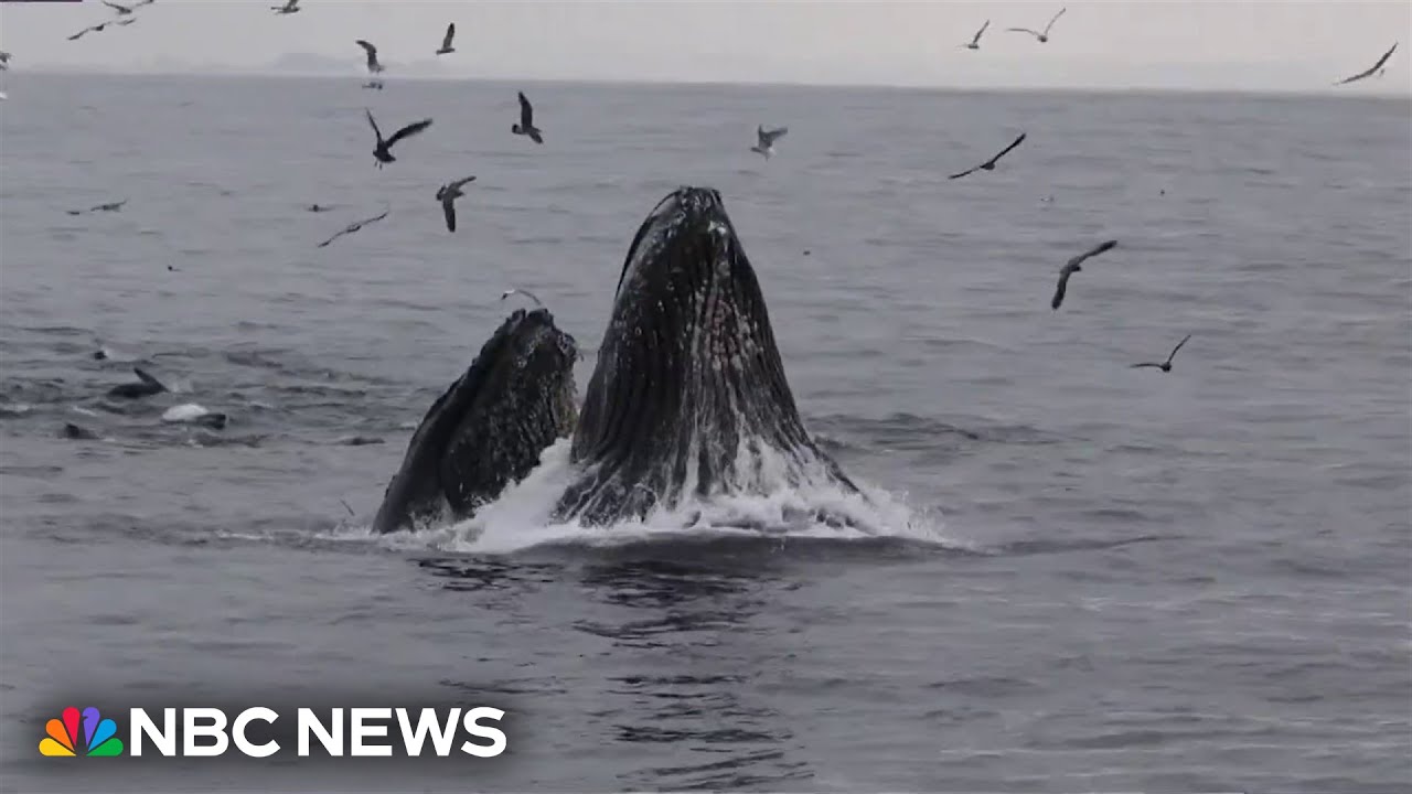Scientists use AI to help track whale migration
