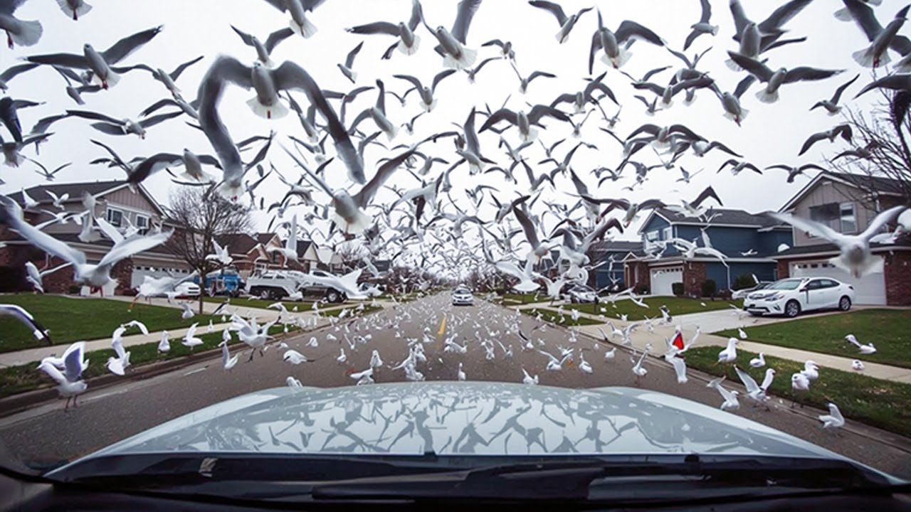 Die verstörendsten Dashcam-Videos