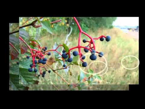 parthenocissus tricuspidata primera parte para aulaagroforestal