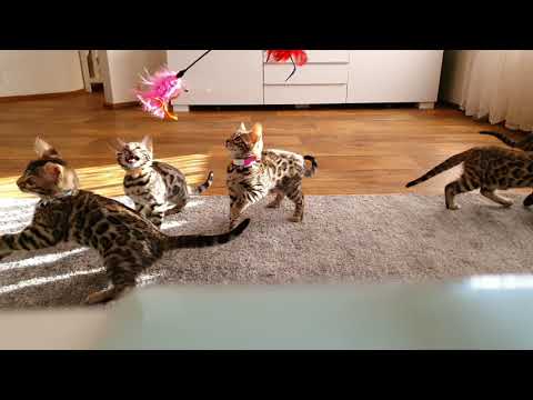 Bengal Kittens 9 weeks.  They love having lots of space to run and play.