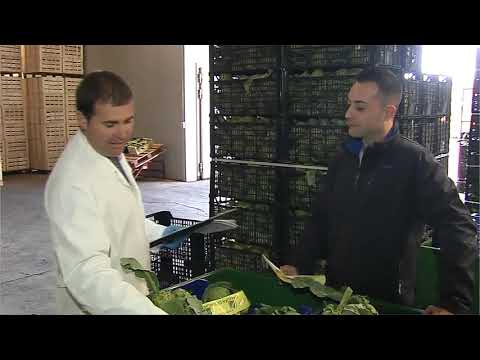 Benicarló produirà 1,5 milions de quilos de carxofa DO