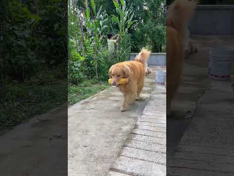 Duoduo I am a man and I have to rush to do all kinds of work. I don’t know the fun of raising a