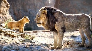 THE LION KING Young Simba VS Scar