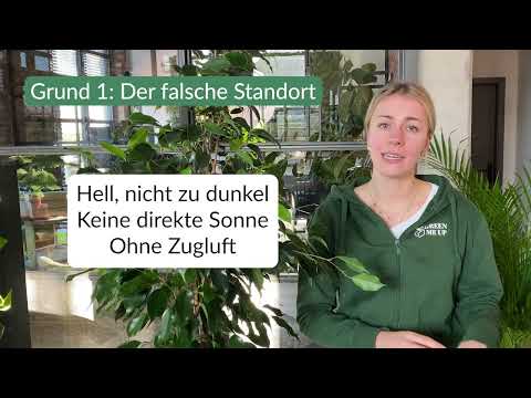 Hilfe! Birkenfeige verliert Blätter: Warum und was du dagegen tun kannst.