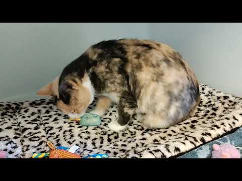 ISADORA - ID#A214543