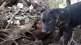 Patterdale Terriers- This Mornings Creek Hunt