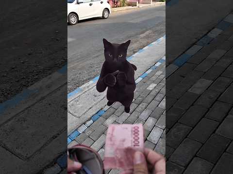 Koceng Ireng Ngamen Lagi 🐈‍⬛ #comedy