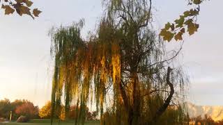 Fukushima news; FRIDAY OCT. 20 2017 General Electric TRADING, the MOST corrupt SCAM in history