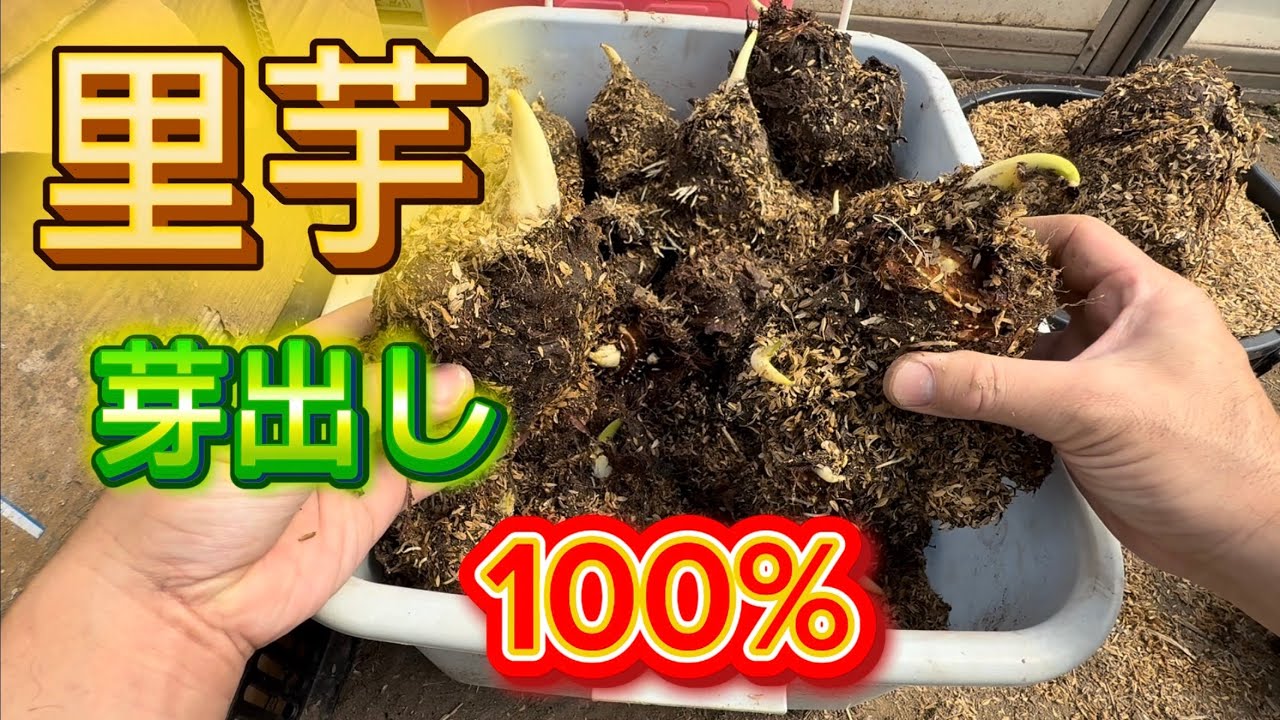 里芋の芽出し成功