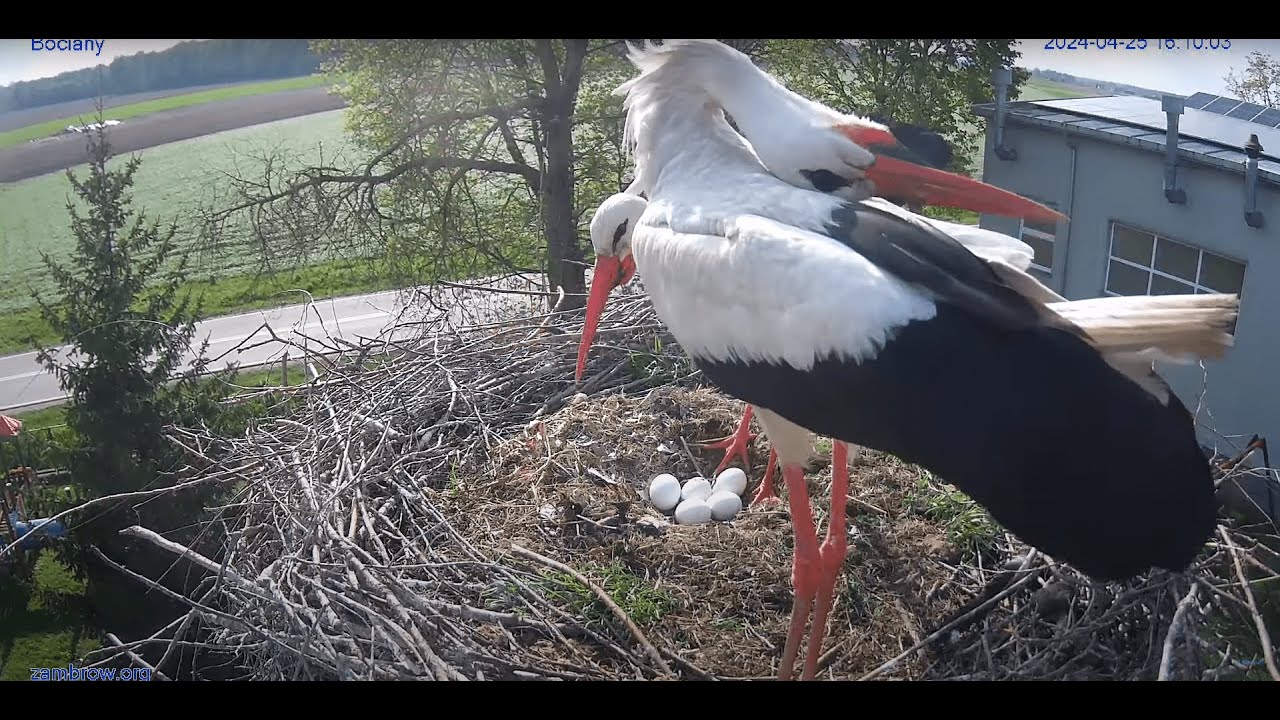 Live webcam view of Nido de Cigüeñas de Zambrów