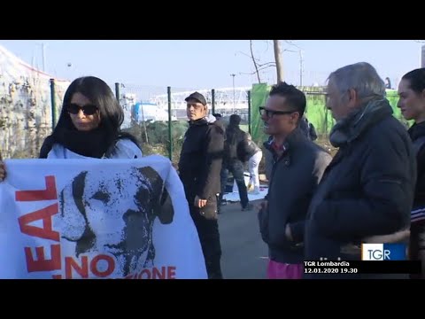 FLASH MOB CIRCO 2020 01 12 TGR Lombardia 19 30