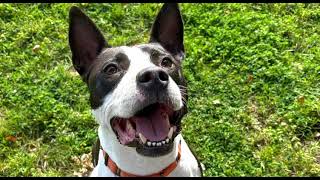 Video preview image #1 Bull Terrier-Unknown Mix Puppy For Sale in San Jose, CA, USA