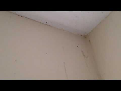 Extreme Bed Bug Infestation in Ocean Gate, NJ