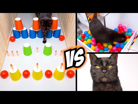 Extreme Maze Challenges for Real Life Pet Cat