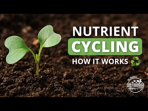 Nutrients Cycles