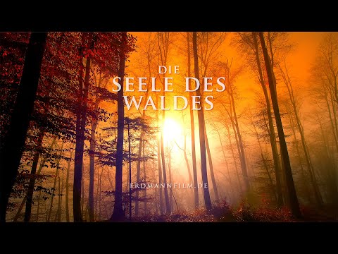 Die Seele des Waldes - Ein Film von Stefan Erdmann #01