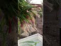 Green Garlic From Ave 33 Farms