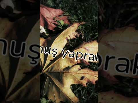 AfaKan ft. Bela 38 - Solmuş Yapraklar #2026 #reload #afakan #afakanmüzik #afakanrap #türkçerap