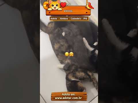 Vídeo de Varios