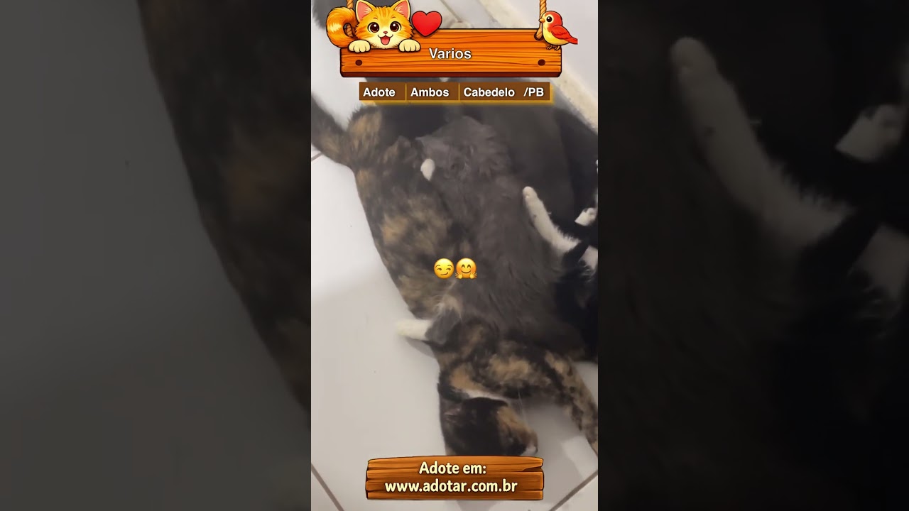 Gato raça SRD-ViraLata idade 2 a 6 meses nome Varios