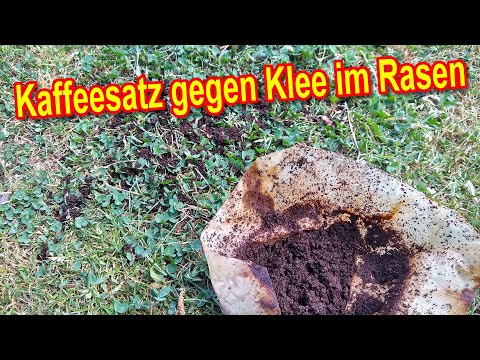 Kaffeesatz gegen Klee im Rasen - Weißklee im Rasen bekämpfen & entfernen mit Kaffee