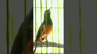 Download lagu Tembakan murai batu isian lovebird #kicauprestasi mp3