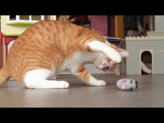 Vídeo relacionado con TaimeiMao Ratón de Juguete Eléctrico, Ratón de Simulación Peluche con Cola Emplumada, Juguetes para Gatos Interactivos con Cable USB, Amarillo