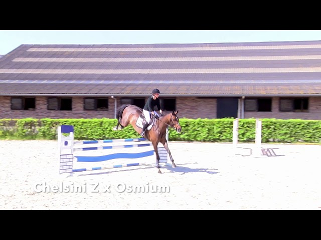 Cheldinie Z