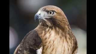 Mo Torres -Hoodfalke