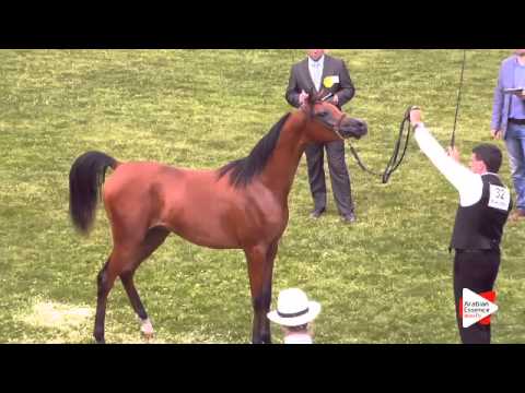 N.32 AJA ALISANDRO - Ströhen 2015 C-Show - Yearling Colts (Class 4)