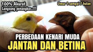 Download lagu DIFFERENCES BETWEEN YOUNG/PAUD MALE AND FEMALE CANARIES Very accurate‼️ mp3 Download lagu DIFFERENCES BETWEEN YOUNG/PAUD MALE AND FEMALE CANARIES Very accurate‼️ mp3