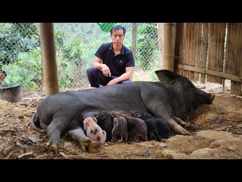 , title : 'Jhony's giant pig gave birth, the fourth herd on the farm, Building a life (Ep 223)'