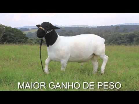 Cabanha Malu Dorper - Celeiro de campeões