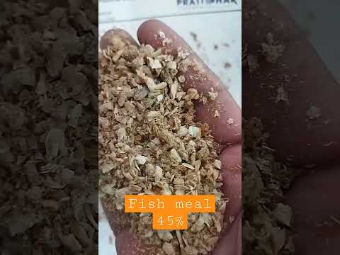 fish meal powder