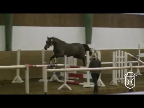 11 Holsteiner Stute von Diarado - Carpaccio - Lord