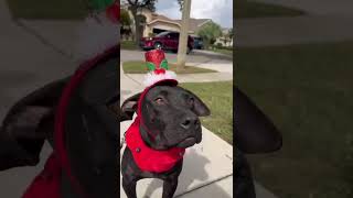 Video preview image #1 Labrador Retriever-Unknown Mix Puppy For Sale in Orlando, FL, USA