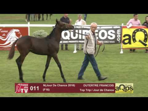 Show AQPS Le Lion 2016 : Lot 11 - N(Jour De Chance 2016)