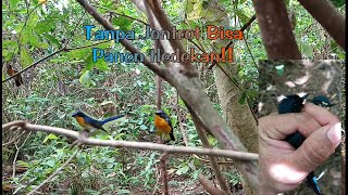 Download lagu Tanpa Ribet!!Mikat Burung Tledekan Modal Pulut Langsung Panen Banyak😲😱 mp3 Download lagu Tanpa Ribet!!Mikat Burung Tledekan Modal Pulut Langsung Panen Banyak😲😱 mp3