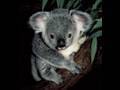 Snake Bytes TV A Koala At A Snake Show