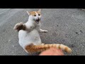 Wild And Psycho Orange Cat Goes Crazy When I Touch Him