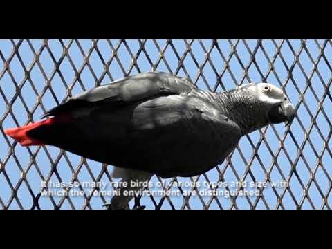 Emergency intervention to save animals in zoos