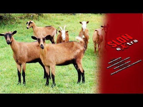 Najava - Agro kutak - Uzgoj koza i pčela - 01.11.2016.